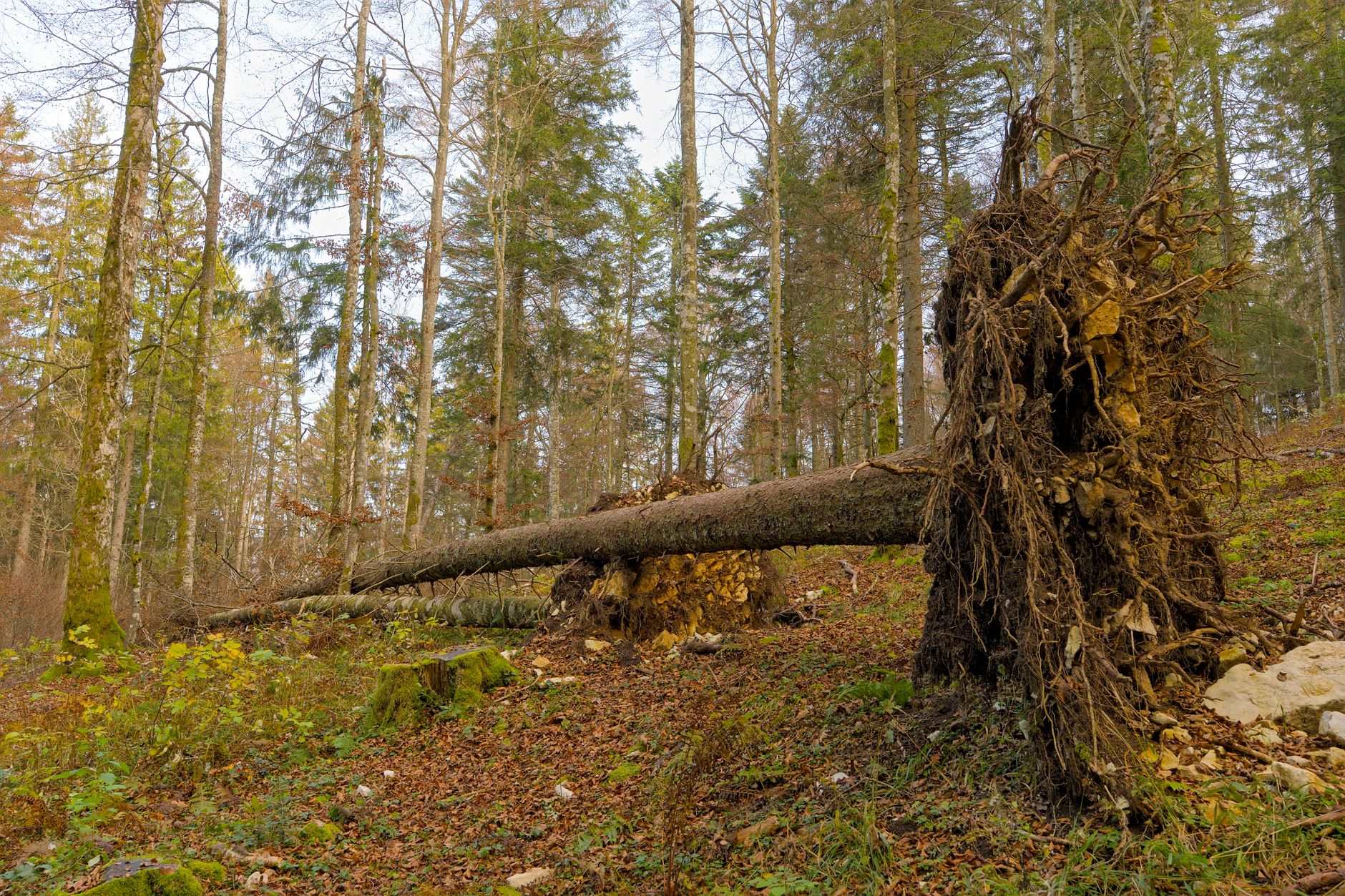 Enlèvement arbre urgence à Pontoise